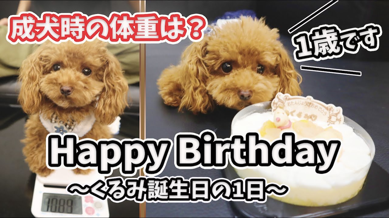 愛犬トイプードル 初めての誕生日に密着 体重測定 ティーカップ マイクロ Youtube