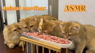 [Cute pet eating meat ASMR]Cat dad's mouth is watering.I won't eat until the whole family is full