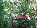 Parrot fighting in copan ruinas