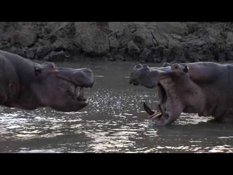 Angry and Grumpy Hippos - Turn up the sound