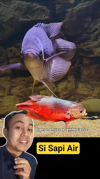 Download lagu Water cow gourami fish #aquarium #ornamental fish #tankmate predator #gourami