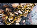 Barnacles cleanup - satisfying (Episode 516)