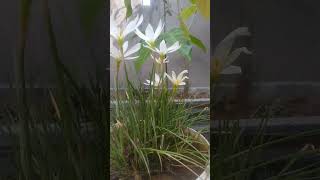 MASHALLHA Khobsurt zafran ka pouda vlogsong homegardening