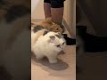 ラテ様お目目治療中🥺#cat #kitty