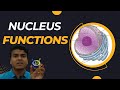 Nucleus function  cell  biology  human anatomy physiology  bpharm 1 sem   bsc  cuet  hindi