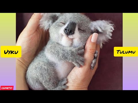 En Çok Uyuyan Hayvan ? Hayvanlar Aleminin Uykucusu Koala Her Yerde Uyuyabilir 🙄 Uyku Getiren Video 😴
