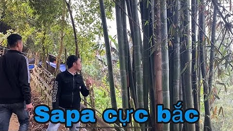 DÚI MỐC ĐẠI LOẠI GIỐNG DÚI ĐƯỢC YÊU THÍCH NHẤT NĂM ĐÃ ĐẾN CỰC BẮC SAPA | Chuột Tre 360