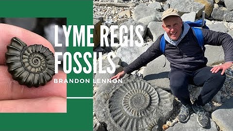 Fossil Hunting Lyme Regis