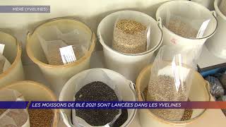 Yvelines | Les moissons de blé 2021 sont lancées dans les Yvelines
