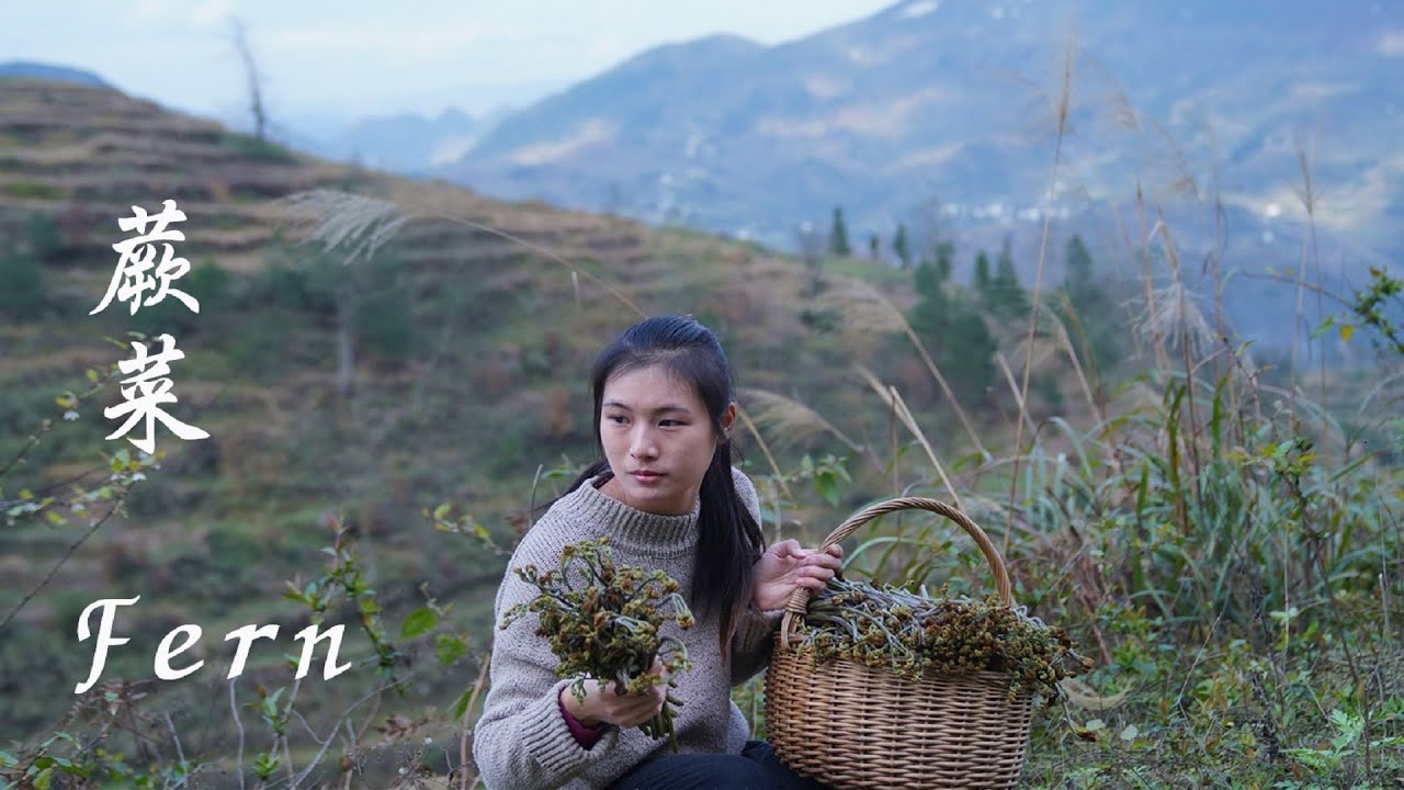 一岁一枯荣，拨开去年的枯草才能找到鲜嫩的蕨菜芽