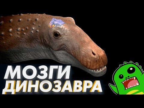 Настоящие Рептилоиды Насколько Умны Динозавры | Мозг И Интеллект Динозавров