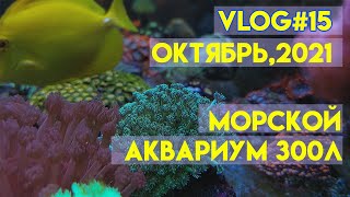 vlog#15 | морской аквариум 300 литров | морской рифовый аквариум | кораллы в морском аквариуме