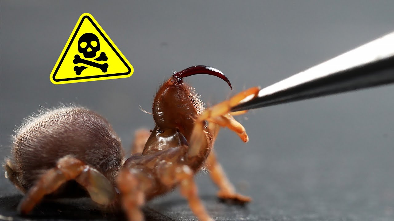 Этот паук — МАШИНА ДЛЯ УБИЙСТВ