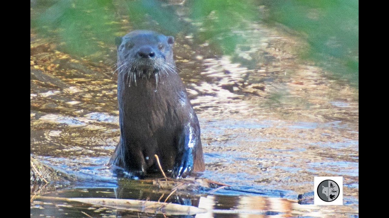 VIDEO. Un bébé loutre abandonné apprend à nager avec les humains