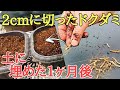 雑草対策|目からうろこのドクダミ実験映像をお見せします。