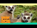 Be The Creature - Expedition Lemurs (Full Episode)