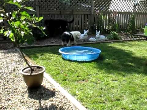 Olson (Sue's Puppy) playing with Gracie