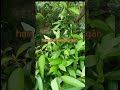 Xanh Lá Mai Vàng bổ sung vi lượng #maivangbonsai#vtnn# maivangmiennam#maivangmientay