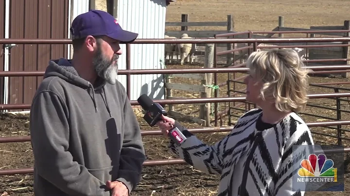 KNBN Connect With Us  Sheep Shearing with Corey Br...