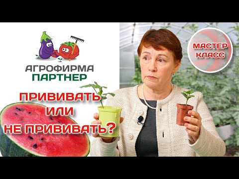 Выращивание арбузов и дынь в Подмосковье | Прививать или нет? #огород