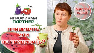 Выращивание арбузов и дынь в Подмосковье | Прививать или нет? #огород