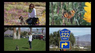Anza Borrego Super Bloom 2019