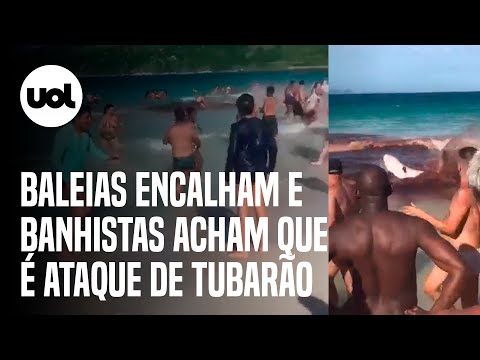 Baleias encalham em praia de Arraial do Cabo e causam pânico em banhistas