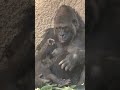 Gorilla N’djia and baby🌷🌺🌼🥀