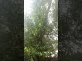 Jackfruit|Garden|Home|India|Madhya Pradesh|Raining #shorts