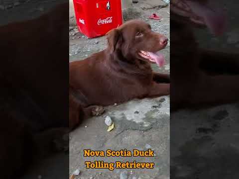 Video: Tarjoaminen ja suojaaminen on perhekohtaus tämän poliisin koiralle ja hänen 4 pennuilleen