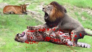 Leopard, Lion Steal Cheetah&#39;s Prey - Cheetah VS Lion - Cheetah vs Leopard - Wild Animals Attack