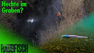 Wilde Bisse im glasklaren Wasser I So ticken Hechte im Mini-Bach!
