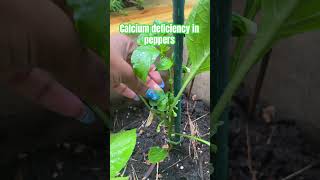 Calcium deficiency  in peppers. Let’s treat these plants and see what happens garden gardener