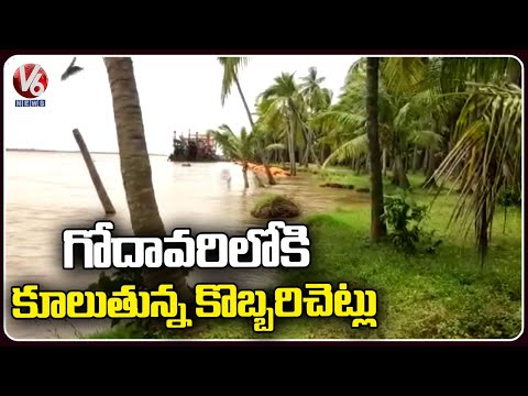 Coconut Trees Falling Down Into Godavari Due To Heavy Flood Water Inflow | AP | V6 News - V6NEWSTELUGU