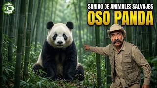 SONIDO real de OSO PANDA 🐼🔊 Increibles SONIDOS DE ANIMALES SALVAJES screenshot 2
