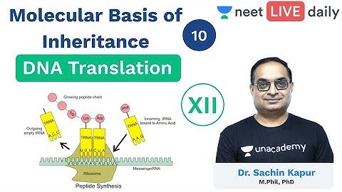 Molecular Basis of Inheritance - L 10 | DNA Translation | Unacademy NEET | Biology | Sachin Sir
