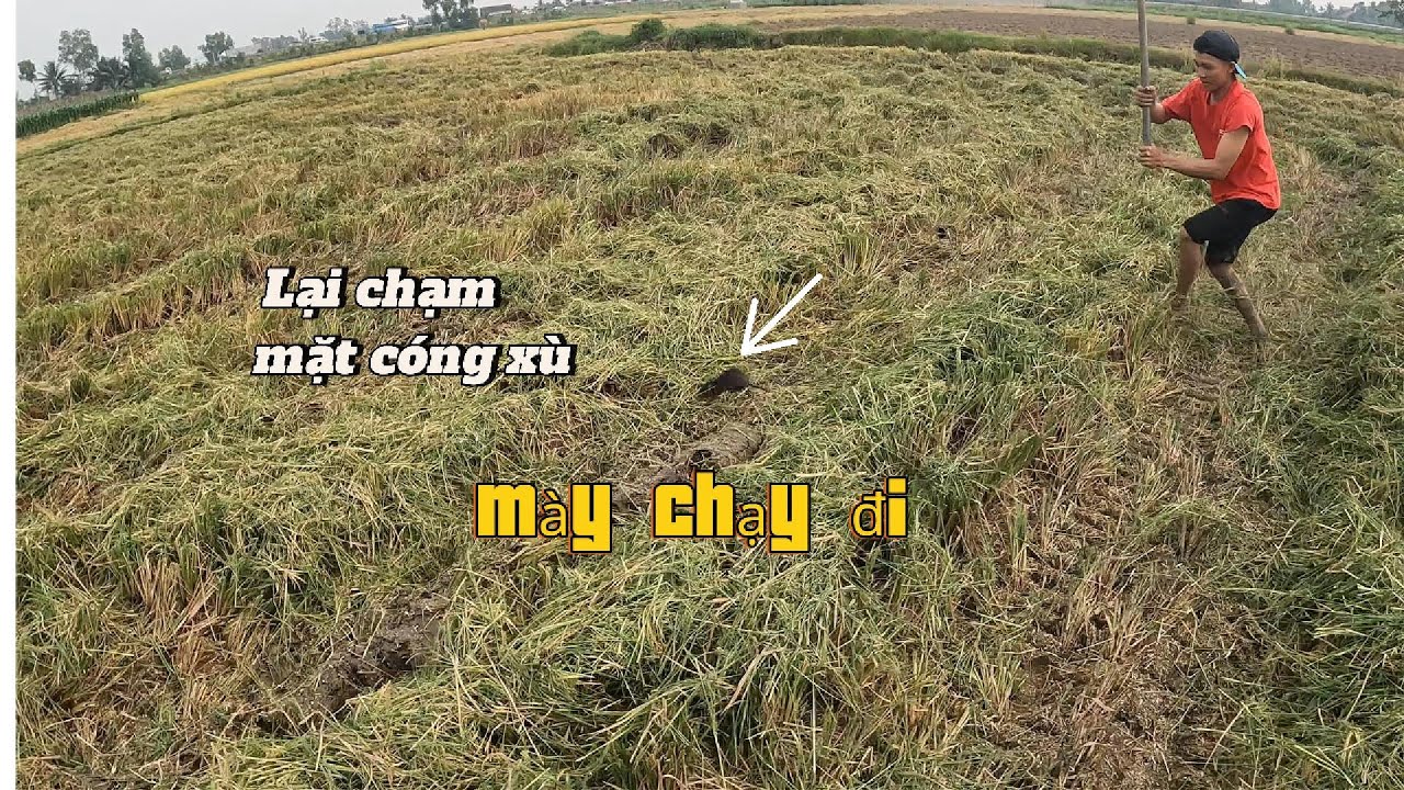 Một buổi chiều ra đồng bắt chuột của 2 anh em