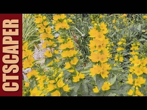ვიდეო: Sweetfern მცენარეთა მოვლა - რჩევები ბაღებში ტკბილეულის მოშენების შესახებ