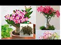 How to repot adenium obeseum big caudex bonsai  pakistan bonsai society
