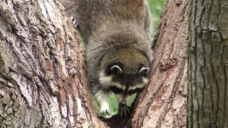 [PointFOOTAGE]  Animals - raccoon acrobat climb tree summer forest LS - 81448