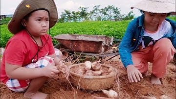 Cách xác định thời điểm trồng khoai lang để được mùa