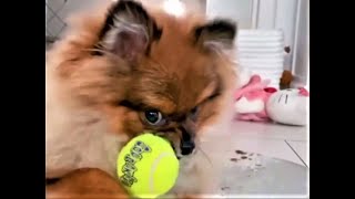 Die besten Katzen und Hunde Videos 2021, Teil 2, Cute and Funny Cats & Dogs Videos. by Funny Pets 4 you 12,613 views 2 years ago 9 minutes, 45 seconds