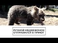 Ручной медвежонок отправился в приют