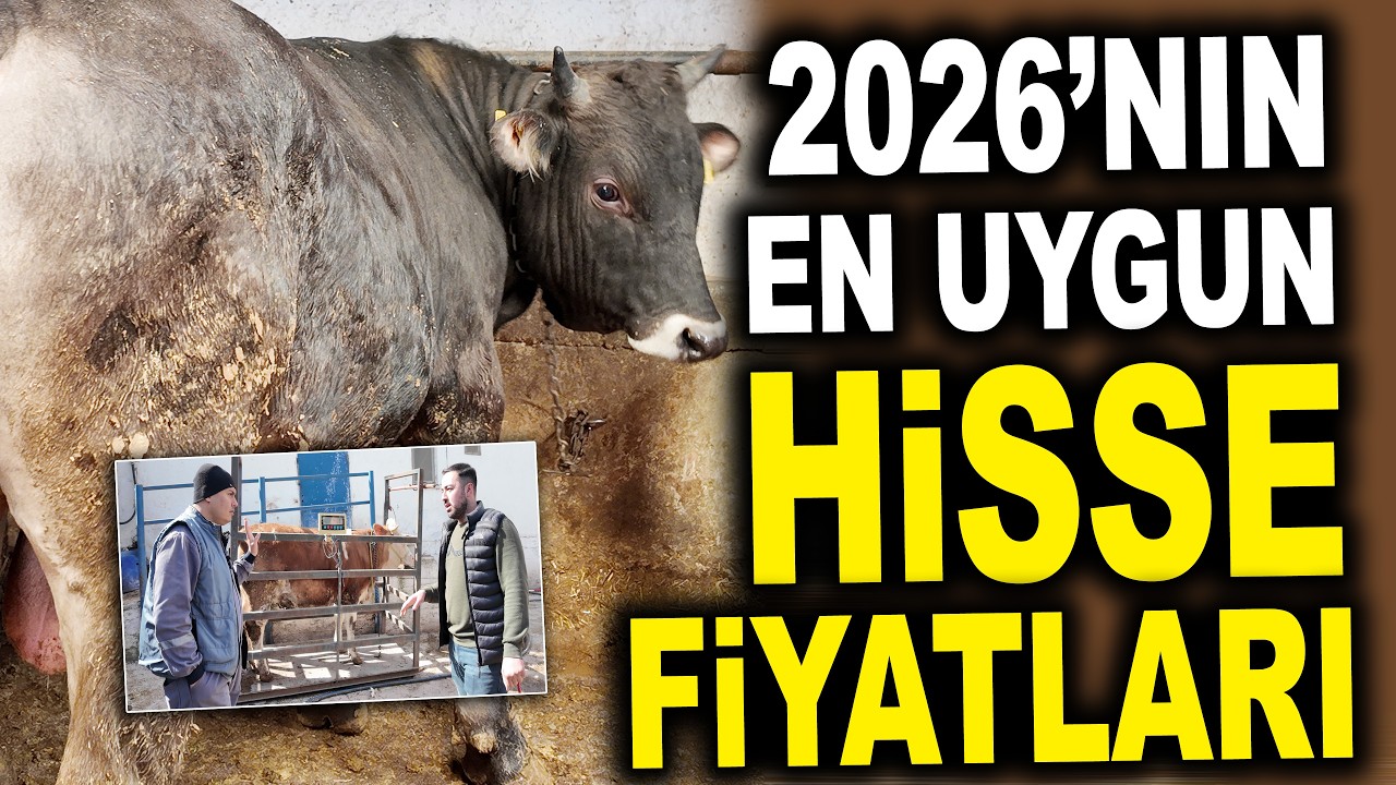 2026'nın En Uygun Hisse Fiyatları Bu Çiftlikte / Çeliker Besi Çiftliği Ankara