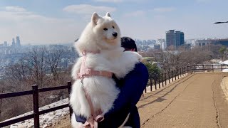 I had to give my dog a piggy back on the way down from a mountain climbing