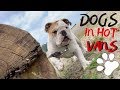 Tips For Living In A Van With A Dog | VAN LIFE