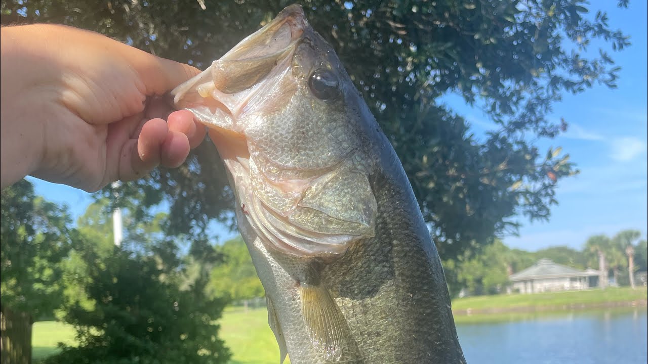 Bass Fishing with Grandpas Old Crankbaits