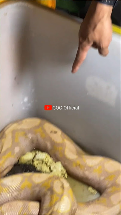 PLEASE BE CAREFUL WHEN YOU FIND THIS THING IN THE GARDEN #viralvideo #bigsnake #snake