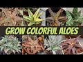 A Colorful ALOE Collection | Basic Care for Aloe