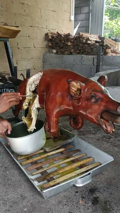 BABI GULING VS CACING PITA